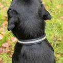 Benji &amp; Flo Dazzling Diamante Dog Collar Black additional 3