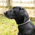 Benji &amp; Flo Dazzling Diamante Dog Collar Black additional 4