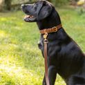 Benji &amp; Flo Deluxe Padded Leather Dog Collar - Tan/Rose Gold additional 1