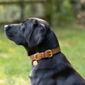 Benji &amp; Flo Deluxe Padded Leather Dog Collar - Tan/Rose Gold additional 2
