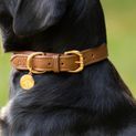 Benji &amp; Flo Deluxe Padded Leather Dog Collar - Tan/Rose Gold additional 3