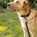 Benji &amp; Flo Interlaced Dog Collar - Blue additional 3