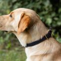 Benji &amp; Flo Interlaced Dog Collar - Blue additional 1