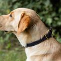Benji &amp; Flo Interlaced Dog Collar - Blue additional 6