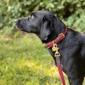 Benji &amp; Flo Interlaced Dog Collar - Burgundy additional 1