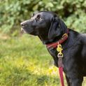 Benji &amp; Flo Interlaced Dog Collar - Burgundy additional 2