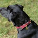Benji &amp; Flo Interlaced Dog Collar - Burgundy additional 3