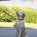 Benji &amp; Flo Interlaced Dog Lead - Blue additional 1