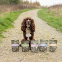 Benji &amp; Flo Little Paws Skin Soothe Conditioning Treats - Salmon additional 4