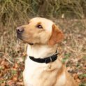 Benji &amp; Flo Noble Suede Dog Collar - Black/Gold additional 2