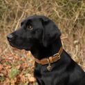 Benji &amp; Flo Noble Suede Dog Collar - Tan/Gold additional 3