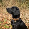 Benji &amp; Flo Noble Suede Dog Collar - Tan/Gold additional 4