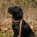 Benji &amp; Flo Noble Suede Dog Lead - Tan/Gold additional 1