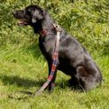 Benji &amp; Flo Sublime Polo Leather Dog Collar - Red/Navy/White additional 9