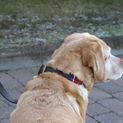 Benji &amp; Flo Sublime Polo Leather Dog Collar - Red/Navy/White additional 16
