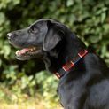 Benji &amp; Flo Sublime Polo Leather Dog Collar - Red/Navy/White additional 12