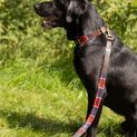 Benji &amp; Flo Sublime Polo Leather Dog Lead - Red/Navy/White additional 7