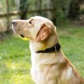 Benji &amp; Flo Superior Rolled Leather Dog Collar - Black/Brass additional 2