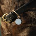 Benji &amp; Flo Superior Rolled Leather Dog Collar - Black/Brass additional 2