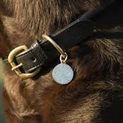 Benji &amp; Flo Superior Rolled Leather Dog Collar - Black/Brass additional 2