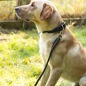 Benji &amp; Flo Superior Rolled Leather Dog Lead - Black/Brass additional 1