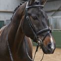 Whitaker Br051A Eastwood Raised Flash Bridle with Reins Black additional 2