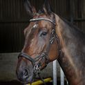 Whitaker Br070 Chicago Anatomic Bridle with Reins Black additional 3