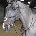 Whitaker Ma054 Ready To Ride Martingale Havana additional 1