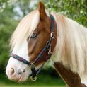 Gallop Diamond Padded Leather Headcollar Burgundy/Green additional 2