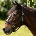 Gallop Diamond Padded Leather Headcollar Navy/Burgundy additional 2