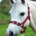 Gallop Headcollar &amp; Lead Rope Set Burgundy additional 3