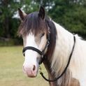Gallop Premium Padded Headcollar With Lead Rope Black additional 1