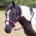 Gallop Premium Padded Headcollar With Lead Rope Purple additional 2