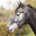 Hy Equestrian Elevate Allure Head Collar &amp; Lead Rope - Navy/Gun Metal Grey additional 2