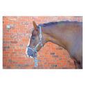 Hy Equestrian Tartan Head Collar with Lead Rope - Navy/Green/Grey additional 4
