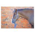Hy Equestrian Tartan Head Collar with Lead Rope - Navy/Green/Grey - Full additional 6