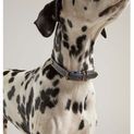 Joules Leather Dog Collar - Navy additional 3