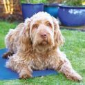 Rosewood Pet Cool Mat additional 2