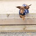 Supreme Products Dotty Fleece Dog Coat - Noble Navy additional 2