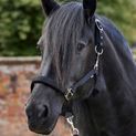 Firefoot Field Safe Adjustable Headcollar Black/Silver additional 1