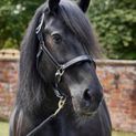 Firefoot Padded Leather Headcollar Black additional 2