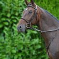 Hy Equestrian Running Martingale - Brown additional 2