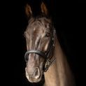 Propresicce Softy Leather Head Collar By Hy Equestrian Black/Silver Hardware additional 3