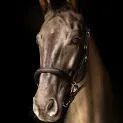 Propresicce Softy Leather Head Collar By Hy Equestrian Brown/Brass Hardware additional 2