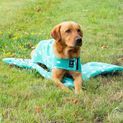 Supreme Products Dotty Fleece Dog Bed Gorgeous Green additional 2