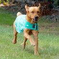 Supreme Products Dotty Fleece Dog Coat Gorgeous Green additional 3