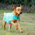 Supreme Products Dotty Fleece Dog Coat Gorgeous Green additional 8