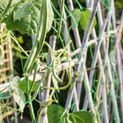 Ambassador Pea &amp; Bean Support Netting additional 3