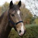 HyCONIC Head Collar - BLACK/PURPLE additional 2