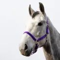 HyCONIC Head Collar - BLACK/PURPLE additional 3